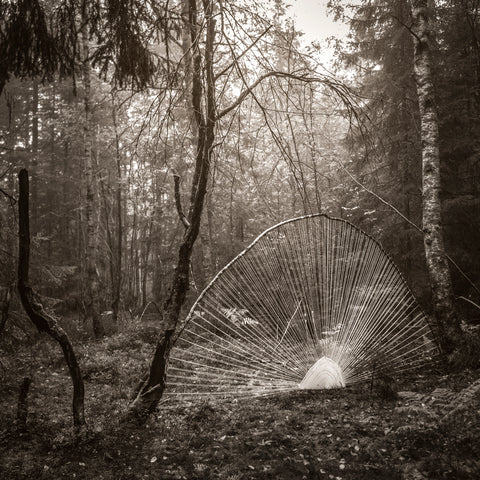 Forest strings