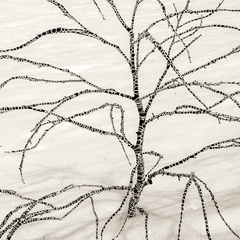 Branches