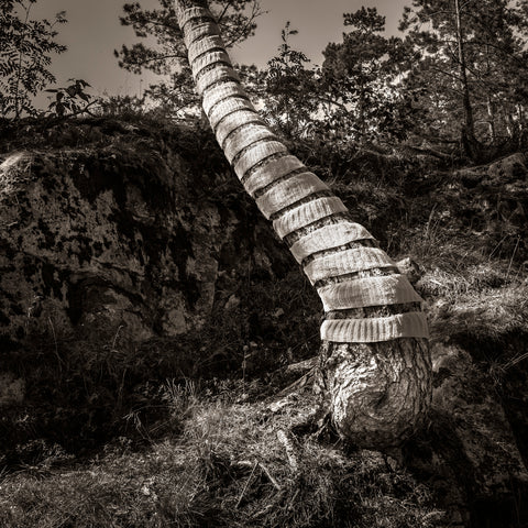 Croocked pine tree trunk