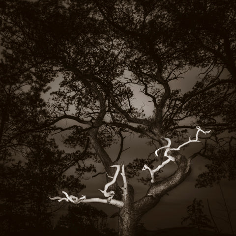 Pine tree
