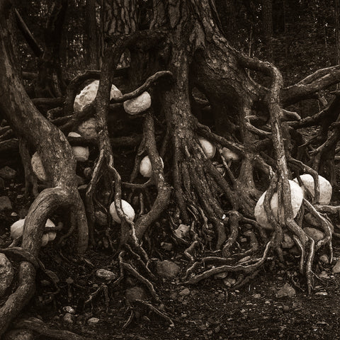 Roots