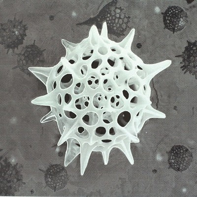 Radiolaria 2