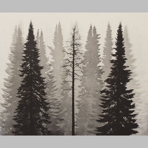 Untouched Forest 2