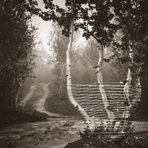 Turn left by the four birches