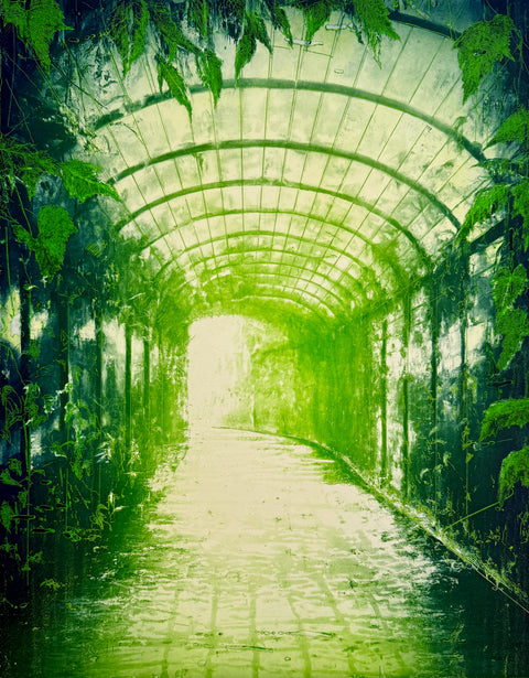 Ivy